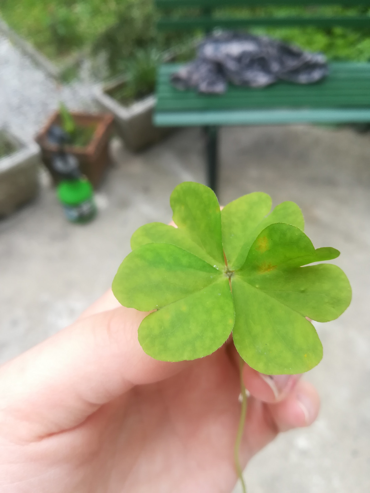 Trovo sempre tanti quadrifogli oggi a 5 petali - inviato da [eliminato] —  insegreto